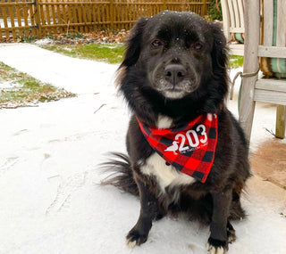 Winter Plaid Connecticut Dog Bandana